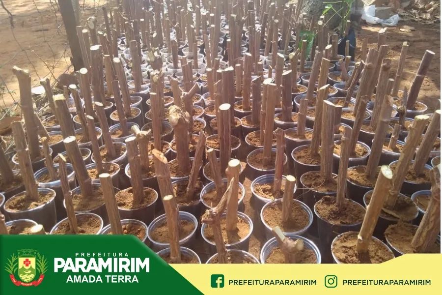 Prefeitura irá distribuir mudas de plantas resistentes à seca para produtores rurais