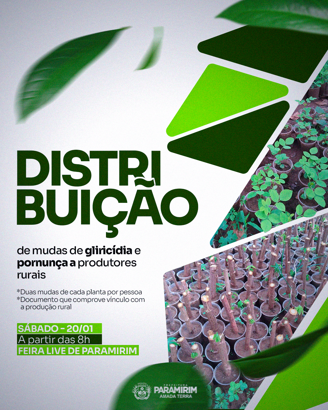 Secretaria de Agricultura irá distribuir mudas para produtores rurais neste sábado