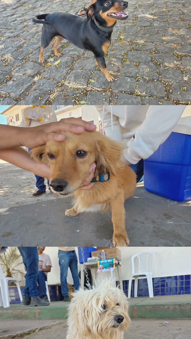 Vacinação dos Pets