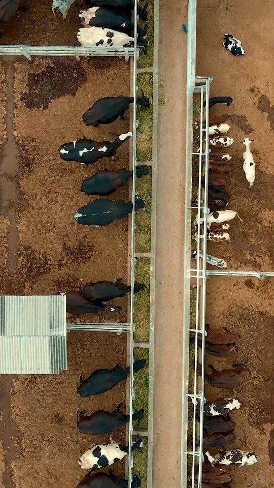 Em Paramirim tem serviço veterinário para os produtores rurais.