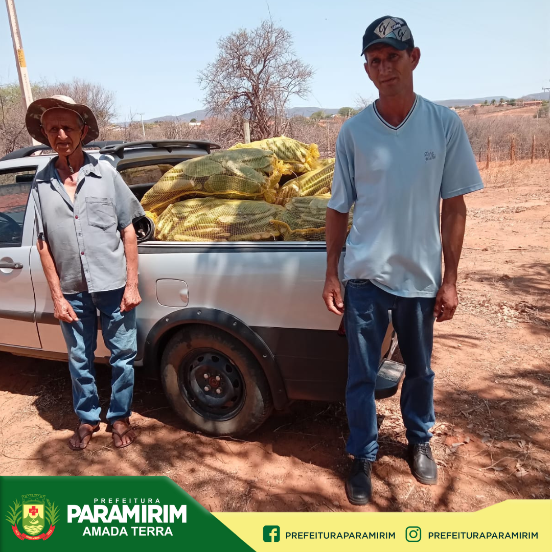 Paramirim recebe 80 mil mudas de palma forrageira para distribuição aos produtores rurais