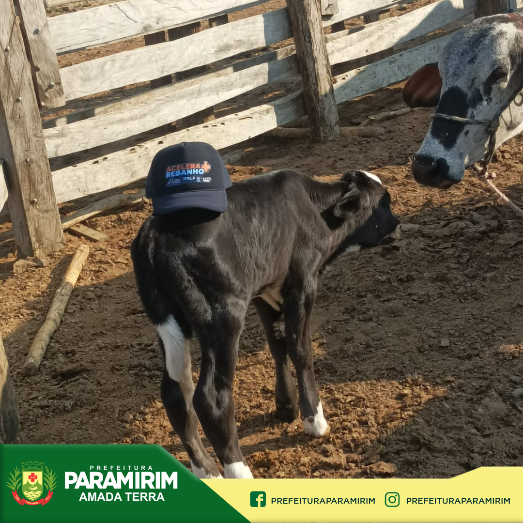 Nasce o primeiro bezerro do programa de melhoramento genético de rebanhos que Paramirim participa
