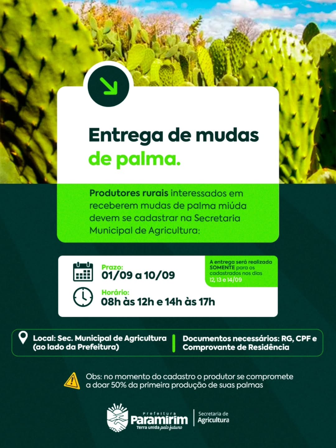 ENTREGAS DE MUDA DE PALMA